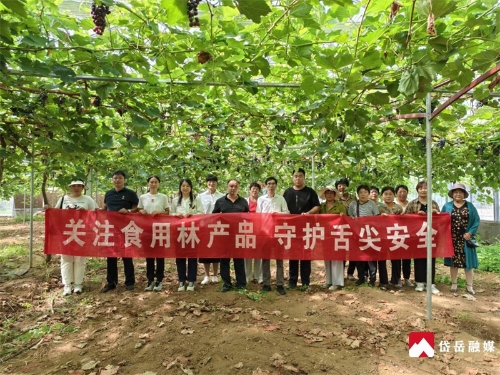岱岳区林业保护发展中心 关注食用林产品 守护舌尖安全